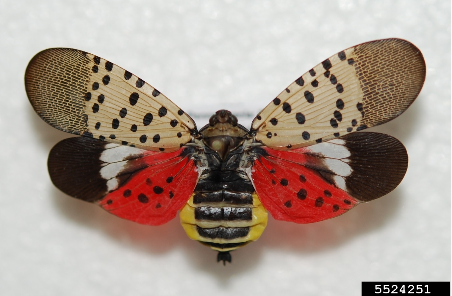 Adult spotted lanternfly with its wings spread open.